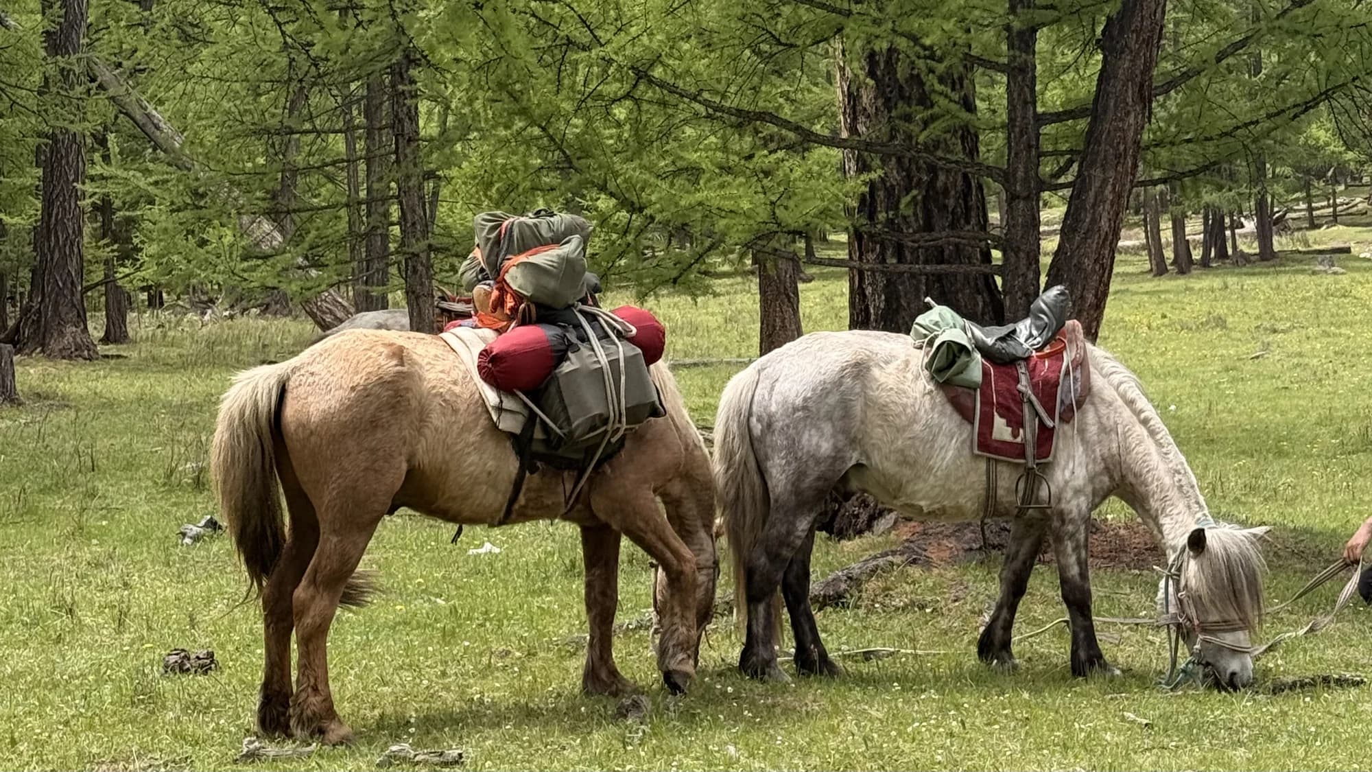 Horse riding tours